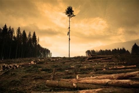 Deforestation in Brazil: how it started, causes and current scenario - World Stock Market