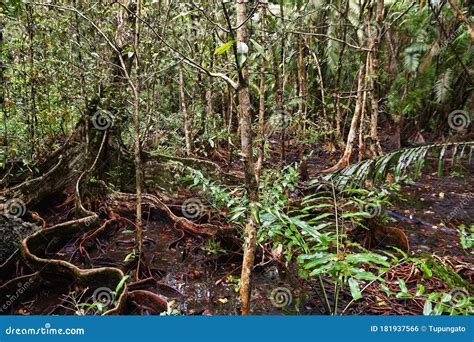 Philippines Rainforest Flora Stock Photo - Image of plants, flora ...