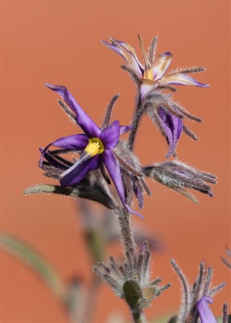 Australian Desert Plants - Boraginaceae