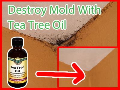 Natural Mold Removal Techniques: Do They Work?