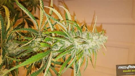 Marijuana Lemon Skunk Strain Review - Leaf Expert