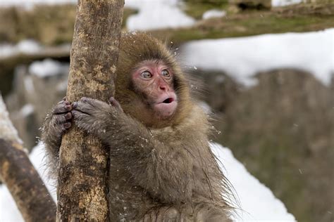 Baby Snow Monkey Singing Photograph by Melissa Stanton