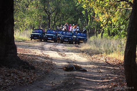 Wildlife Photography in Bandhavgarh - Tripoto