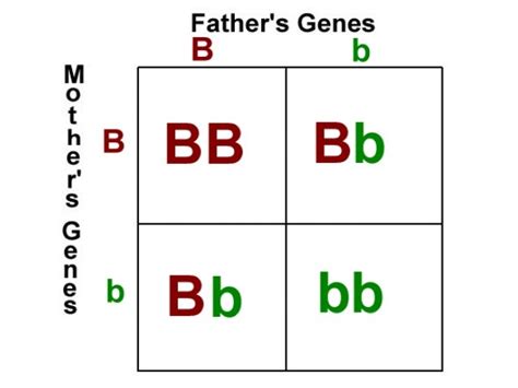 Biology unit 5 genetics pedigree notes