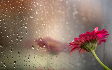 Spring Rain Wallpaper for Desktop - WallpaperSafari