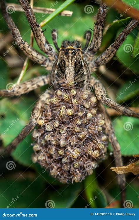 Female Wolf Spider with Babies Stock Photo - Image of phobia, creepy: 145201110