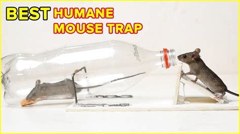 Best Humane Mouse Trap With Plastic Bottle | DIY Rat Trap Homemade - YouTube