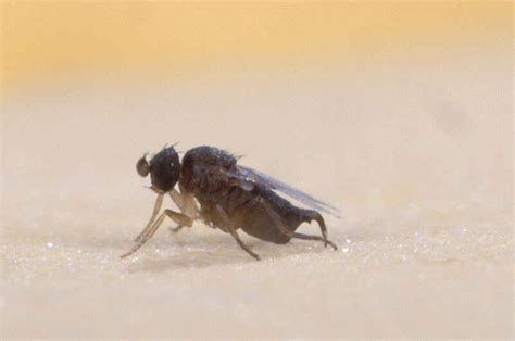 Phorid Flies Vs Drain Flies | How to Get Rid of Them Fast