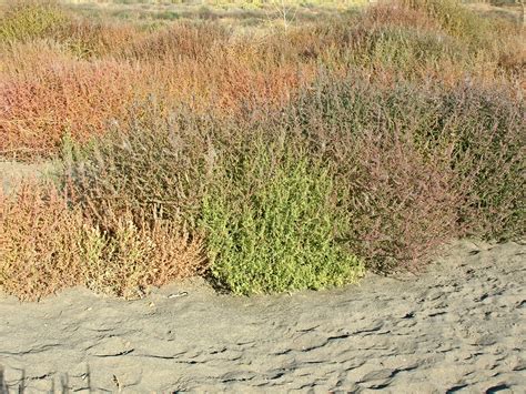 The Humble Tumbleweed — New Mexicology