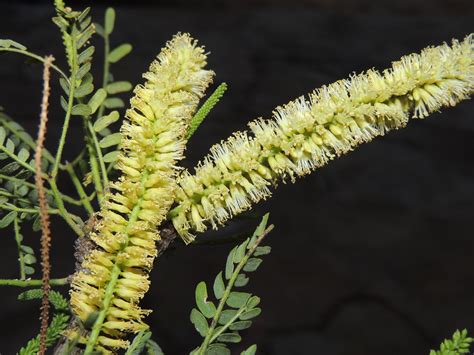 Prosopis juliflora – OBLOG