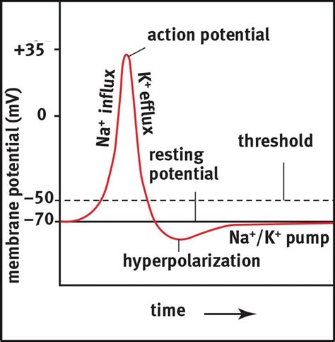 Transmission of Neural Impulses - The Nervous System - MCAT Biology Review