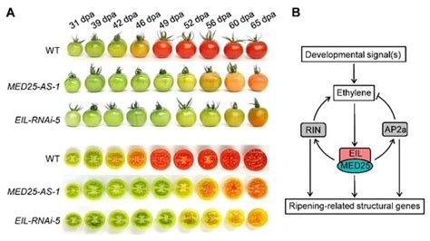 Scientists reveal mechanistic function of MED25 in regulating fruit ...