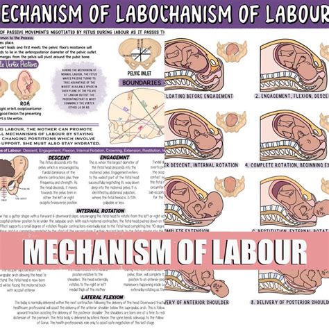 Mechanism of Labour - Etsy UK | Creative school project ideas, Labor, University teaching