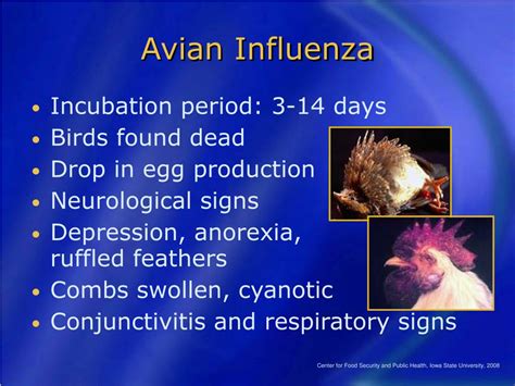 PPT - Avian Influenza (Highly Pathogenic) PowerPoint Presentation, free ...