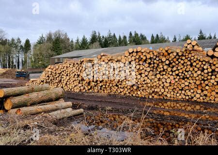 Woodyard, Lumber, Commercial, Forestry, Sustainable, Natural, Cord Wood ...