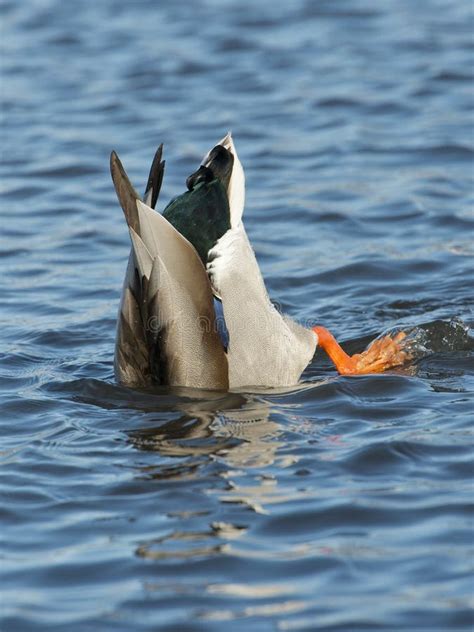 Feeding Duck stock image. Image of waterfowl, underwater - 29906403