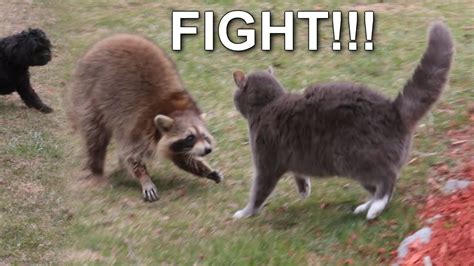 RACCOON vs DOGS vs CAT !!! - YouTube