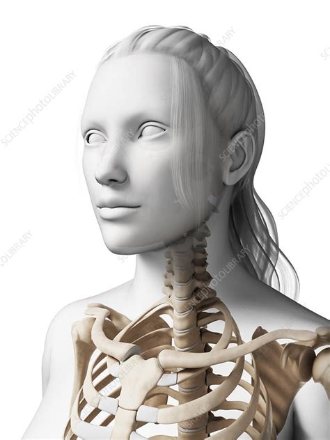 Female neck bones, artwork - Stock Image - F009/5516 - Science Photo ...