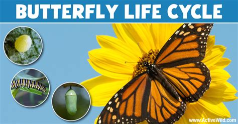 Butterfly Life Cycle Explained With Pictures & Facts On All 4 Stages