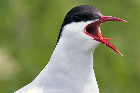 Free picture: Arctic, tern, bird, sterna, paradisaea