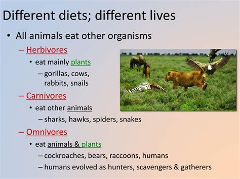 PPT - Animal Nutrition PowerPoint Presentation, free download - ID:2324276