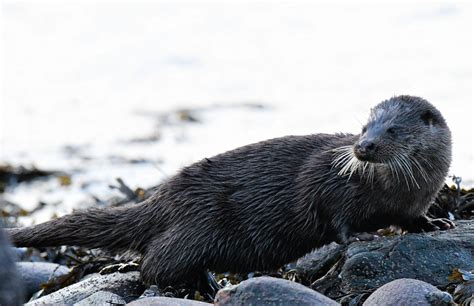 Wild Weather and wild animal on the 13th January 2019. Photo by David Mercer. Isle Of Bute, Wild ...