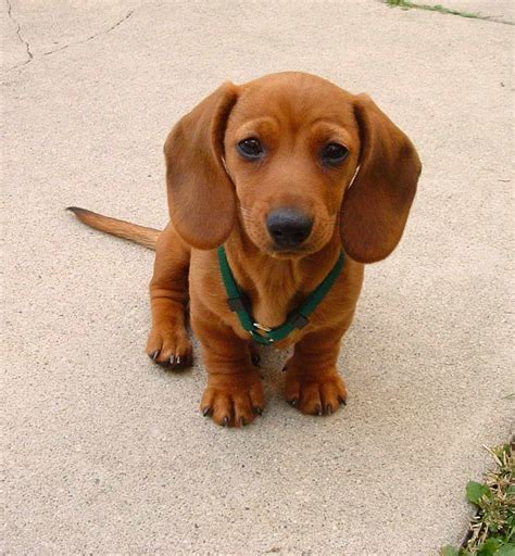 Brown Dachshund Puppy