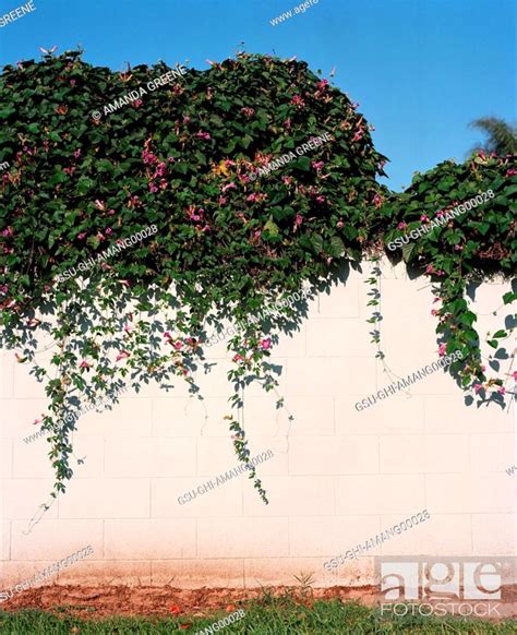 Cinder Block Wall With Clinging Vines, Stock Photo, Picture And Rights ...