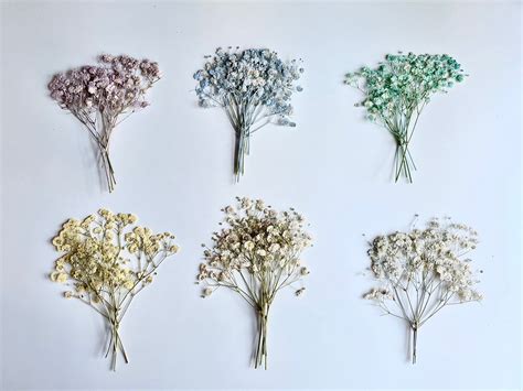 Dried Pressed Baby Breath Xlence Flowers Gypsophila Various Colors Bulk ...