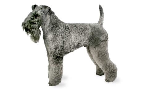 Kerry Blue Terrier Dog Breed Information, Pictures, Characteristics ...