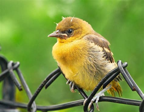 How to Identify Baby Orioles and Juvenile Orioles - Birds and Blooms