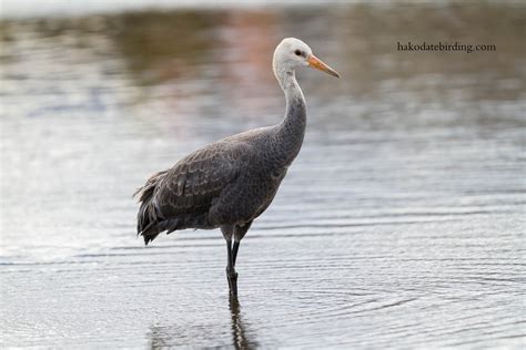 Hakodate Birding: Hooded Crane