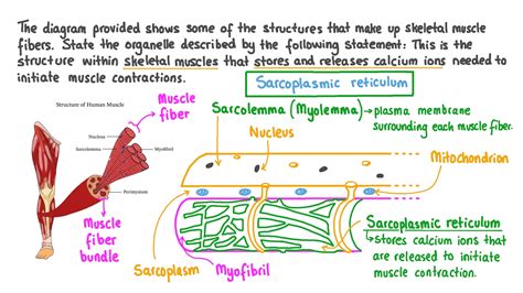 Calcium Ion In Muscle Contraction