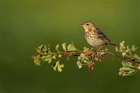 Tree Pipit | Bird Identification Guide | Bird Spot