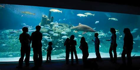 June Is National Zoo and Aquarium Month