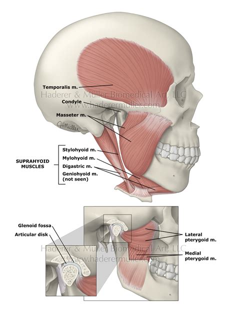 Jaw anatomy & function | HADERER & MULLER