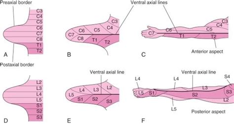 Limb Development – Mind & Motion Anatomy