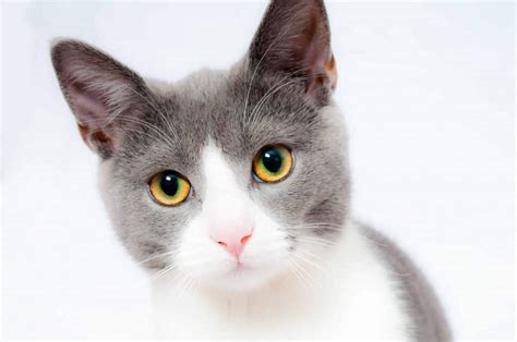 Ultimate Guide To Dry Skin On Cats And How To Treat It [+ Expert Tips]