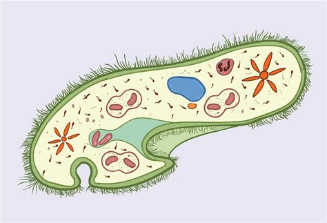 The Structure of Paramecium Cell - Rs' Science