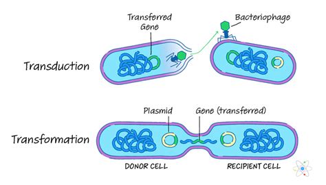 Top 114+ Animal cell transformation methods - Merkantilaklubben.org