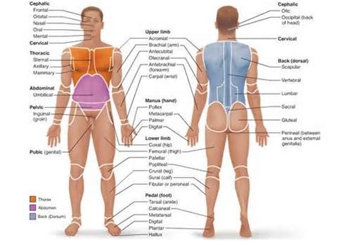 Definitions of crural | Human body anatomy, Body anatomy, Human anatomy