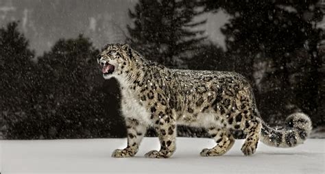 Snow Leopard Adaptations | PeepsBurgh.Com