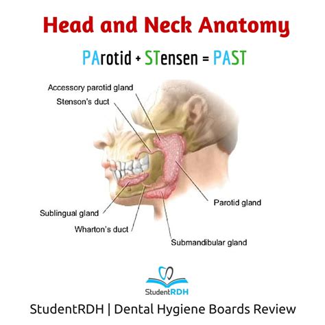 Q: The parotid gland secretes saliva through which duct? - StudentRDH Blog