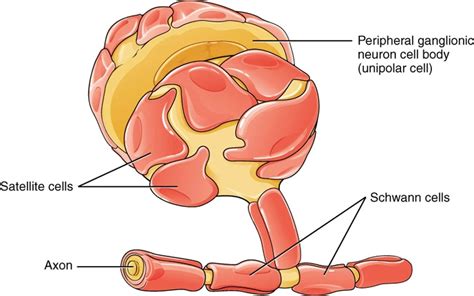 Discovery reveals prolific ability of Schwann cells to generate myelin - Neuroscience News