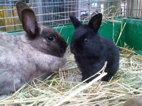 Rabbit rescue groups launch campaign to save 800 rabbits in Canmore, Alberta | Vancouver Media Co-op