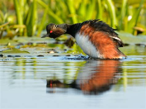 Black Necked Grebe Bird Facts (Podiceps nigricollis) | Bird Fact