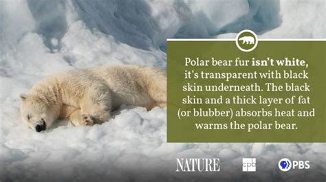 Polar Bear Fact Sheet | Blog | Nature | PBS