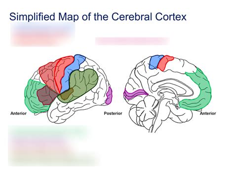 L2 #6 Cerebral Cortex Map Labeling Diagram | Quizlet