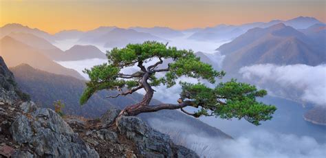 Destination of the day: Another Master Oogway Tree, Jeolla Province, South Korea [OC] [3000x1500]