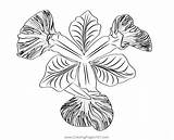 Iris Flower Coloring Page For Kids  Free Irises Printable sketch template